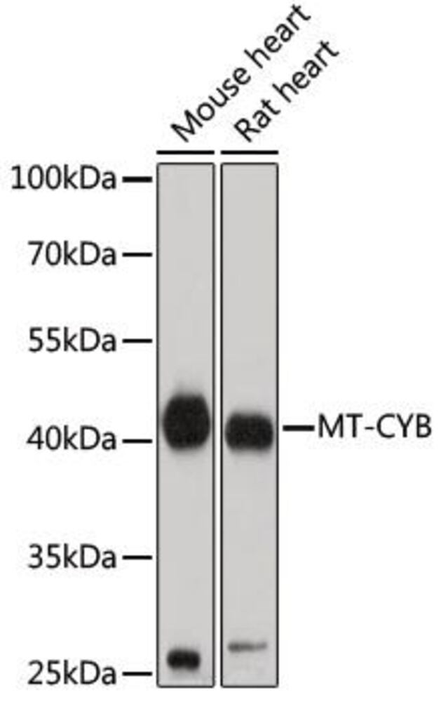 3EL2.1, Antibodies.Com