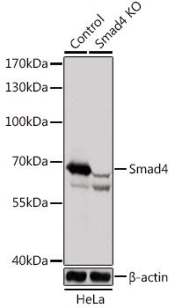 3EL3.1, Antibodies.Com