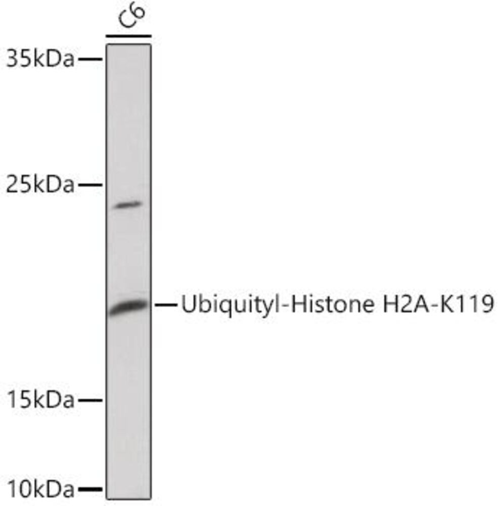 3EL4.1, Antibodies.Com