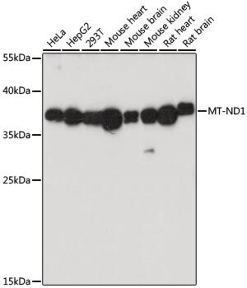 3EL5.1, Antibodies.Com
