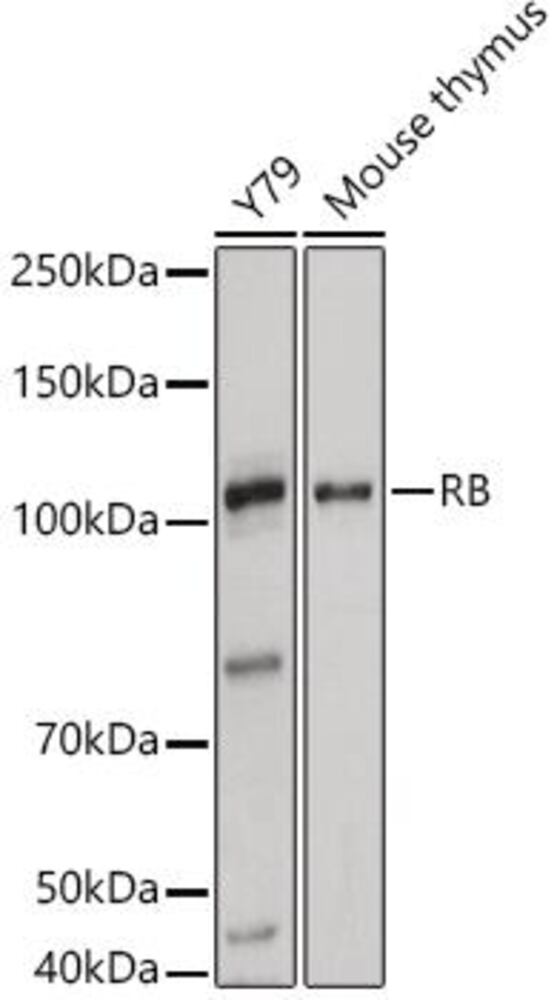 3EL6.1, Antibodies.Com