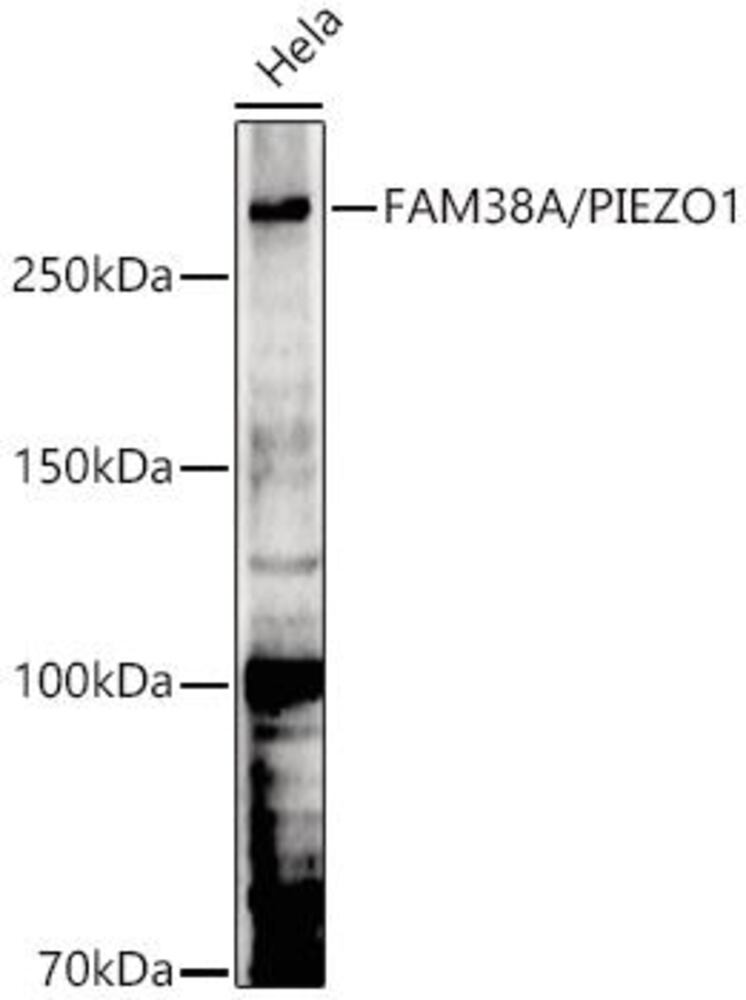 3EL7.1, Antibodies.Com
