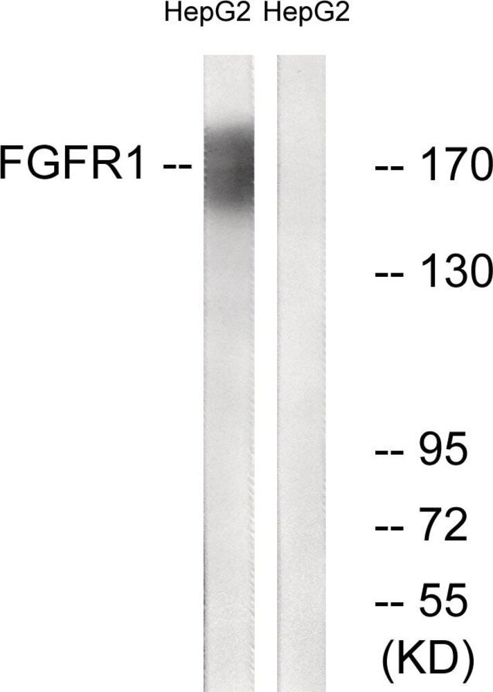 3EL8.1, Antibodies.Com