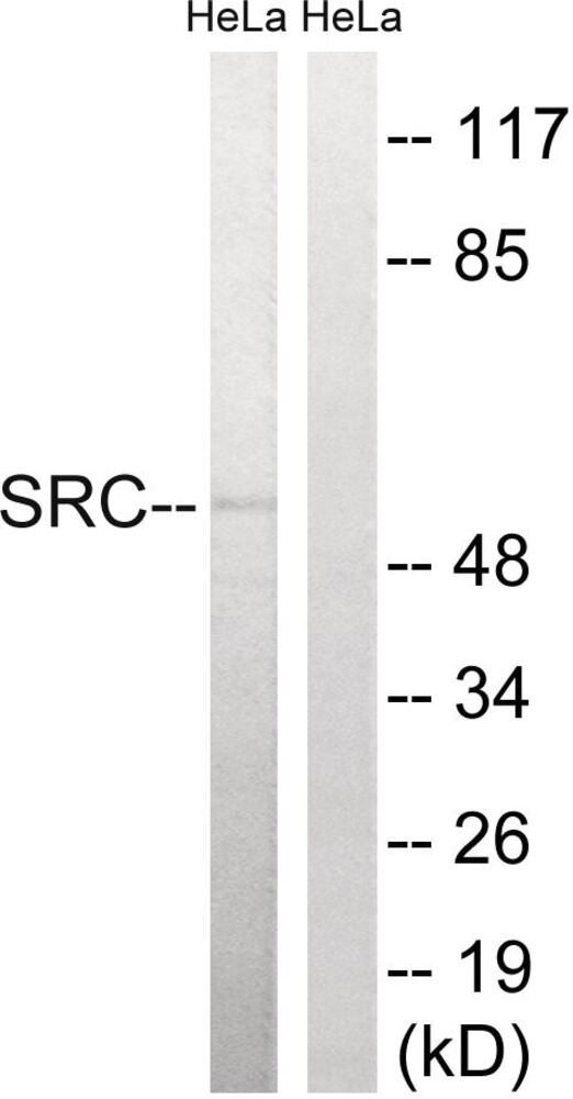 3EL9.1, Antibodies.Com