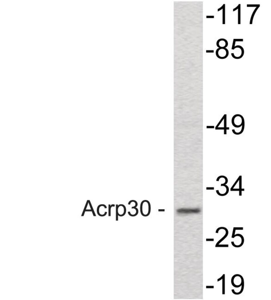 3ELA.1, Antibodies.Com