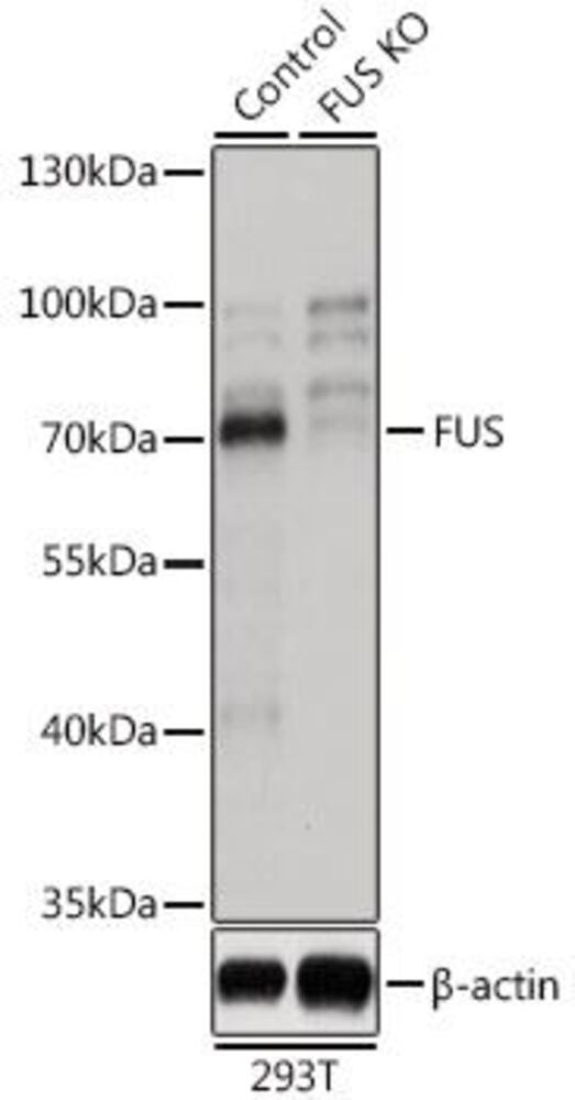 3ELC.1, Antibodies.Com