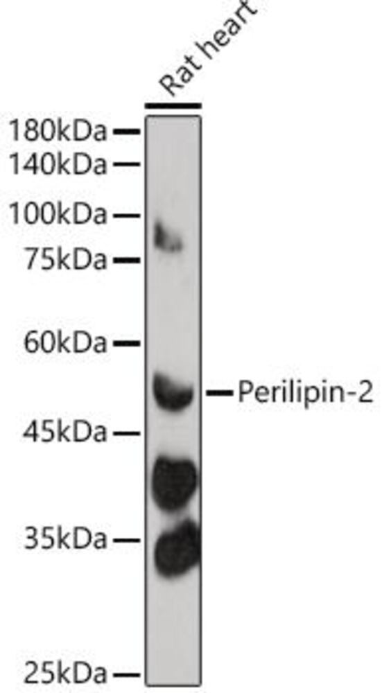 3ELE.1, Antibodies.Com