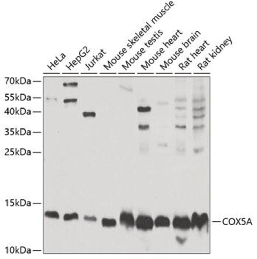3ELH.1, Antibodies.Com