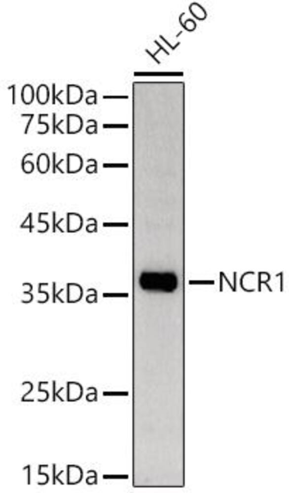 3ELK.1, Antibodies.Com