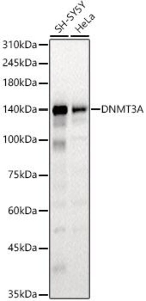 3ELL.1, Antibodies.Com