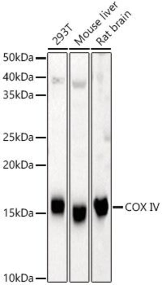 3ELN.1, Antibodies.Com
