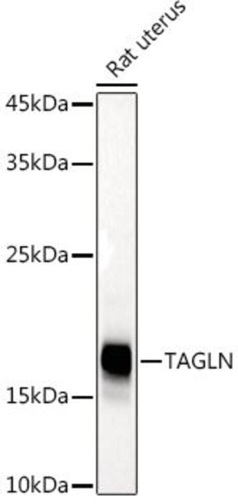 3ELP.1, Antibodies.Com