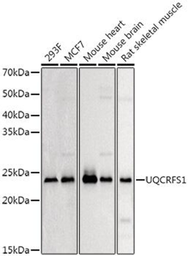 3ELT.1, Antibodies.Com
