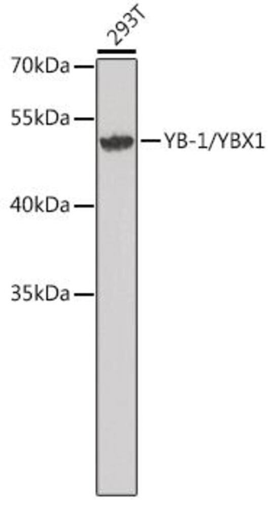 3ELX.1, Antibodies.Com