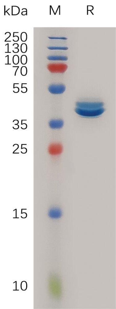 3EN5.1, Antibodies.Com