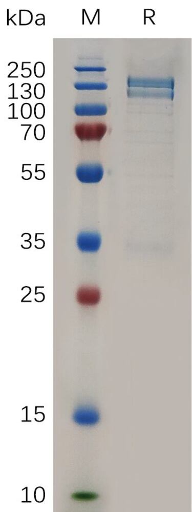 3EN7.2, Antibodies.Com
