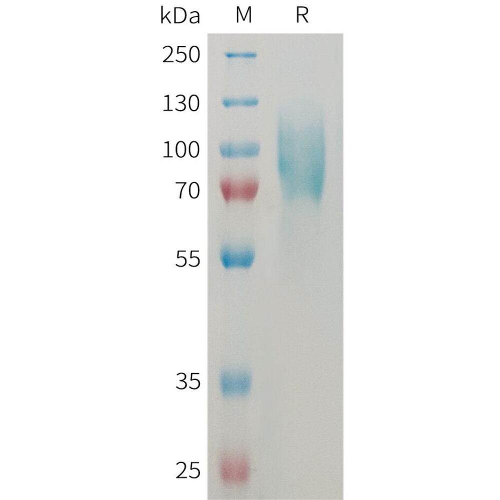 3EN8.2, Antibodies.Com