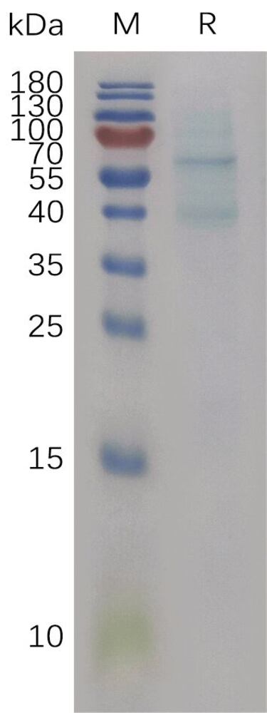 Peptides for Immunology