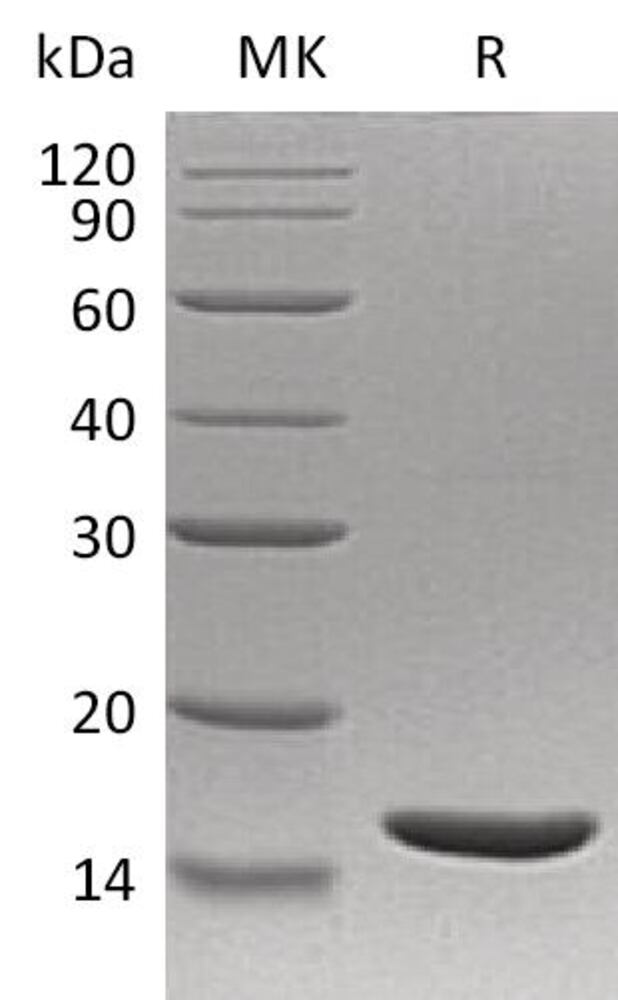 3ENA.1, Antibodies.Com