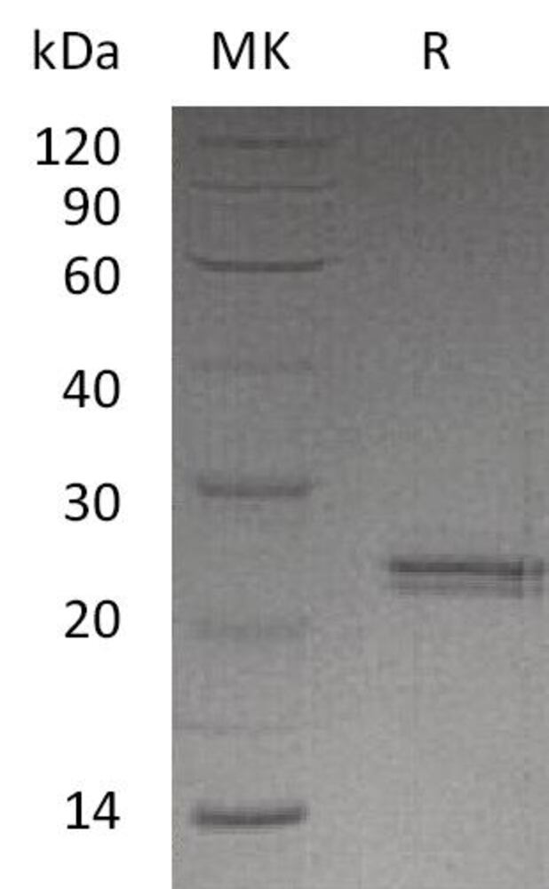 3ENC.1, Antibodies.Com