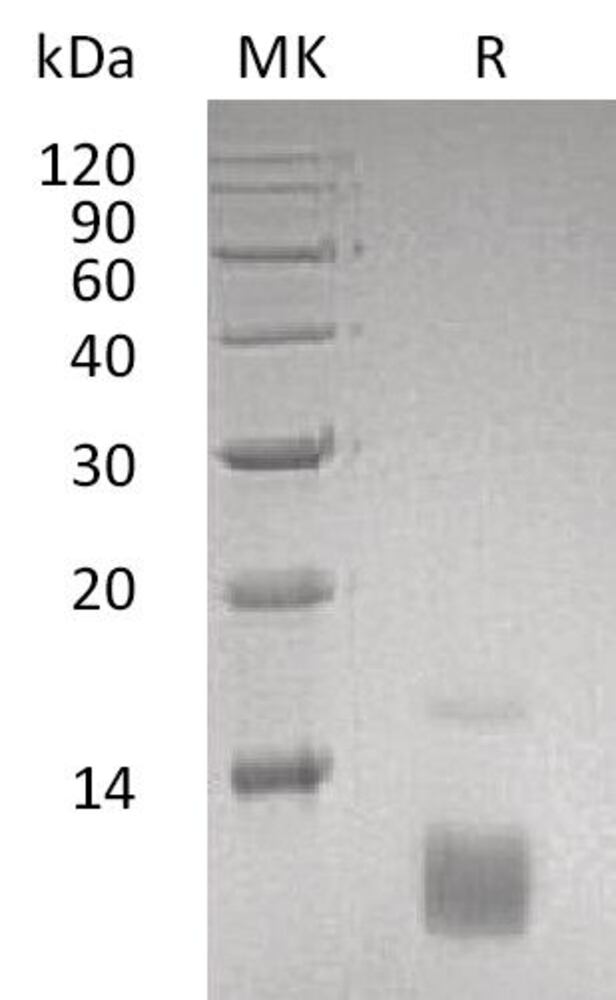 3ENE.1, Antibodies.Com