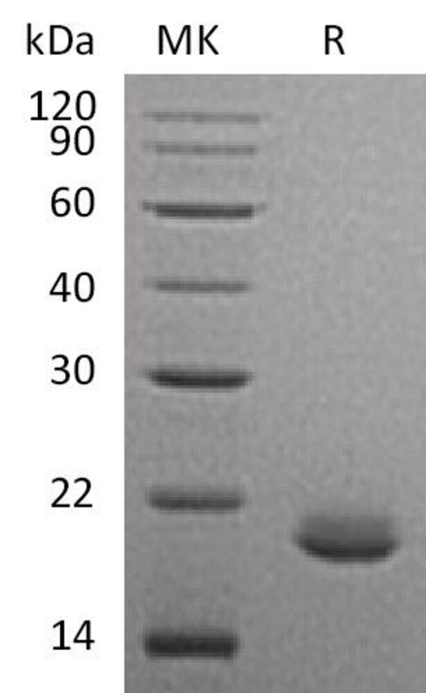 3ENH.1, Antibodies.Com