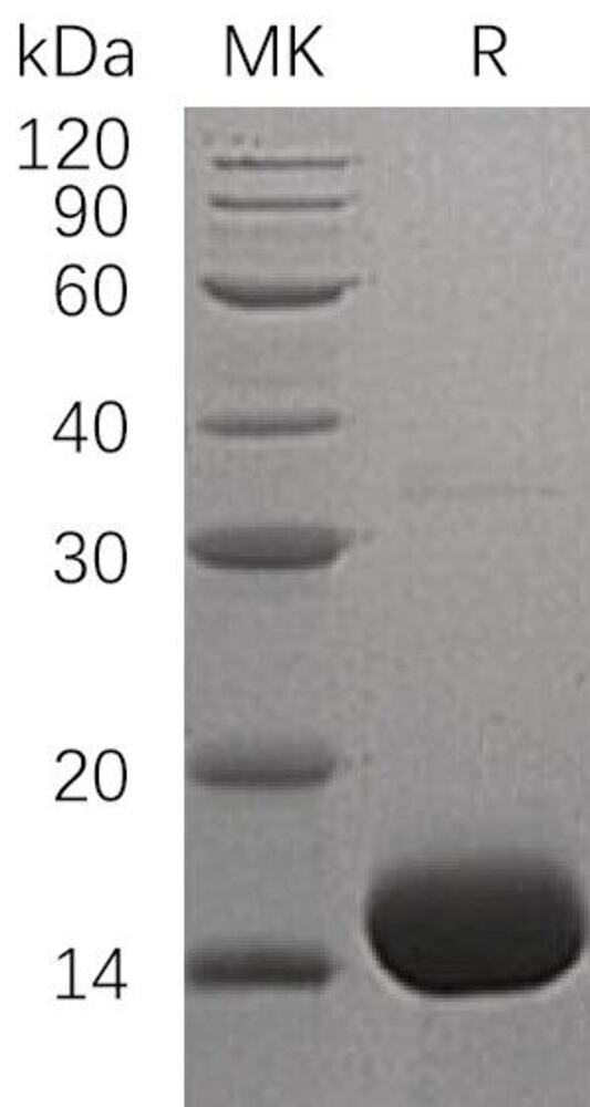 3ENK.1, Antibodies.Com