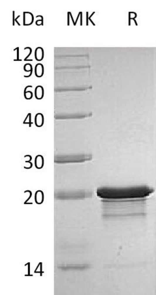 3ENL.1, Antibodies.Com