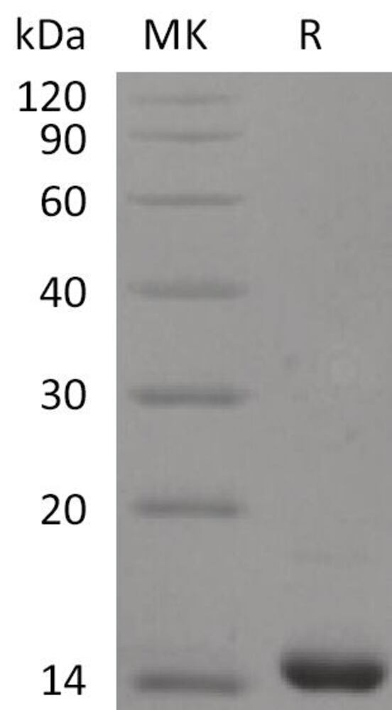 3ENN.1, Antibodies.Com