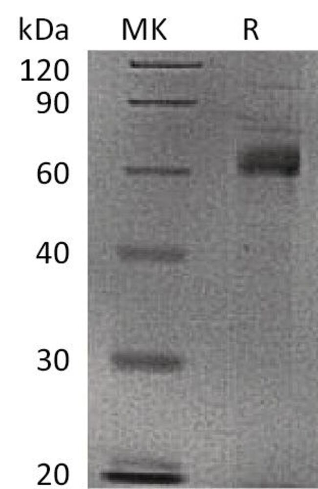 3ENP.1, Antibodies.Com