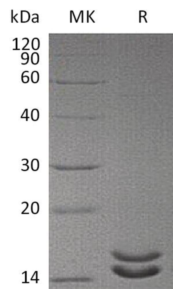 3ENT.1, Antibodies.Com