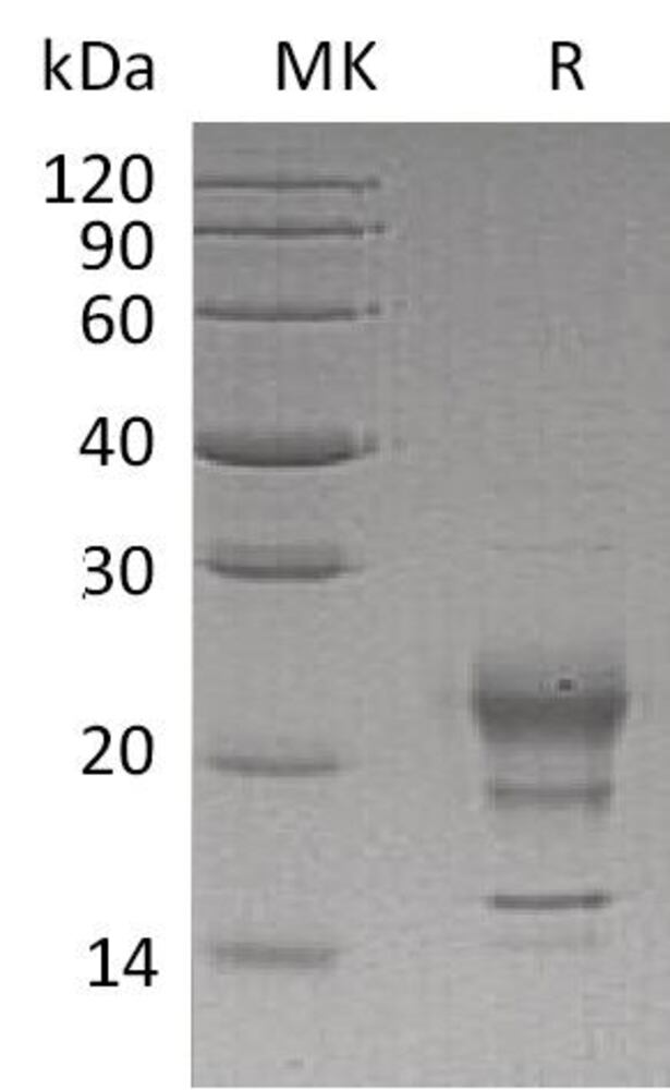 3ENX.1, Antibodies.Com