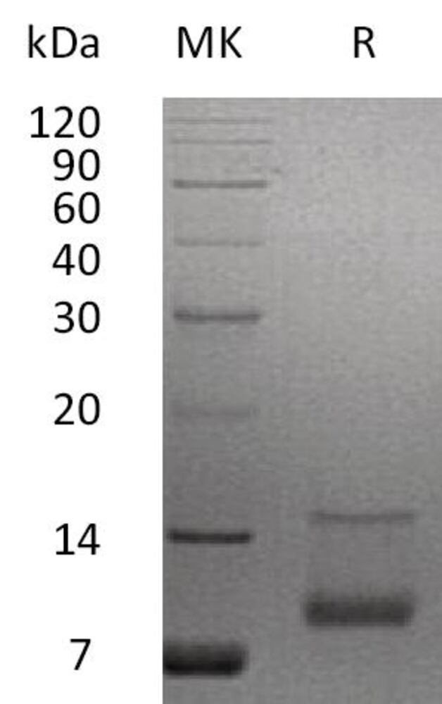 3EP0.1, Antibodies.Com