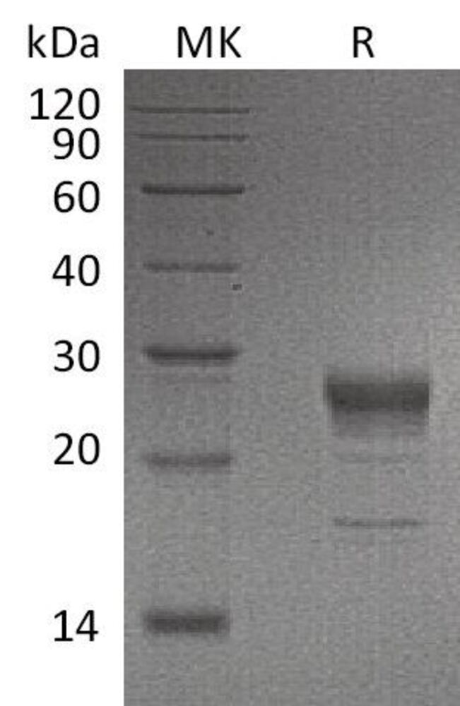 3EP1.1, Antibodies.Com