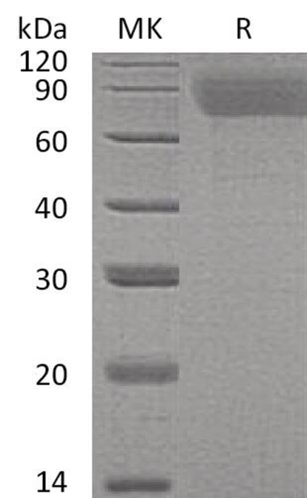3EP2.1, Antibodies.Com