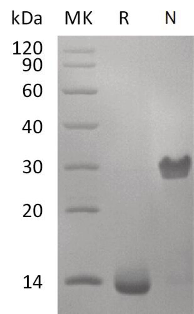 3EP3.1, Antibodies.Com