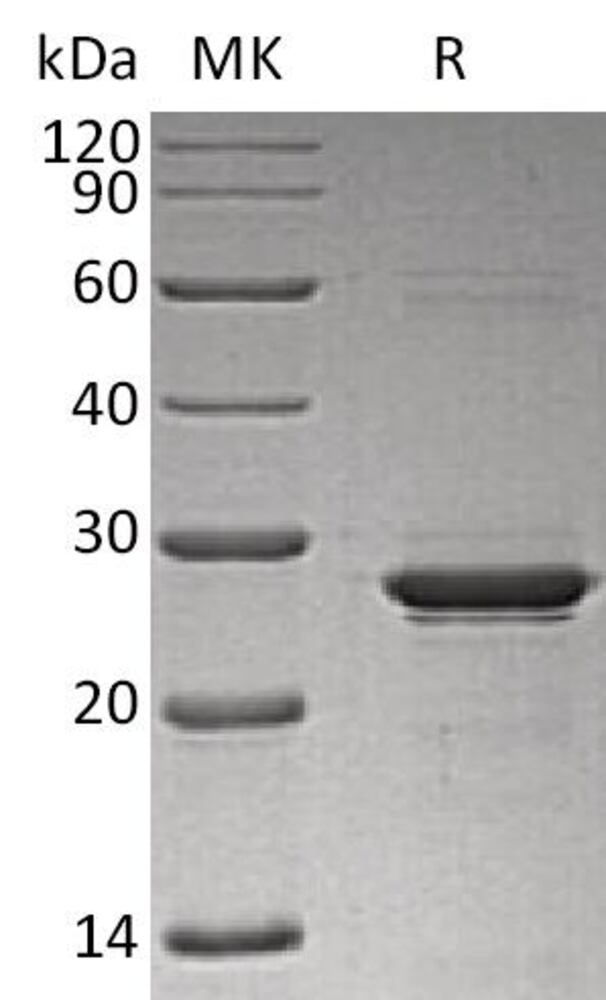 3EP4.1, Antibodies.Com