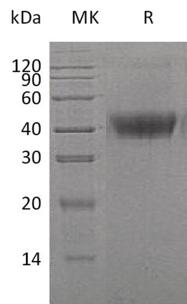 3EP5.1, Antibodies.Com