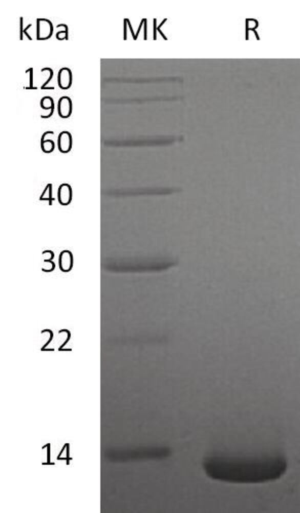 3EP7.1, Antibodies.Com