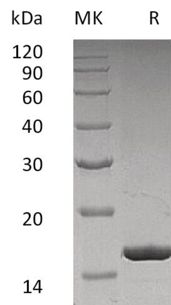 3EP8.1, Antibodies.Com