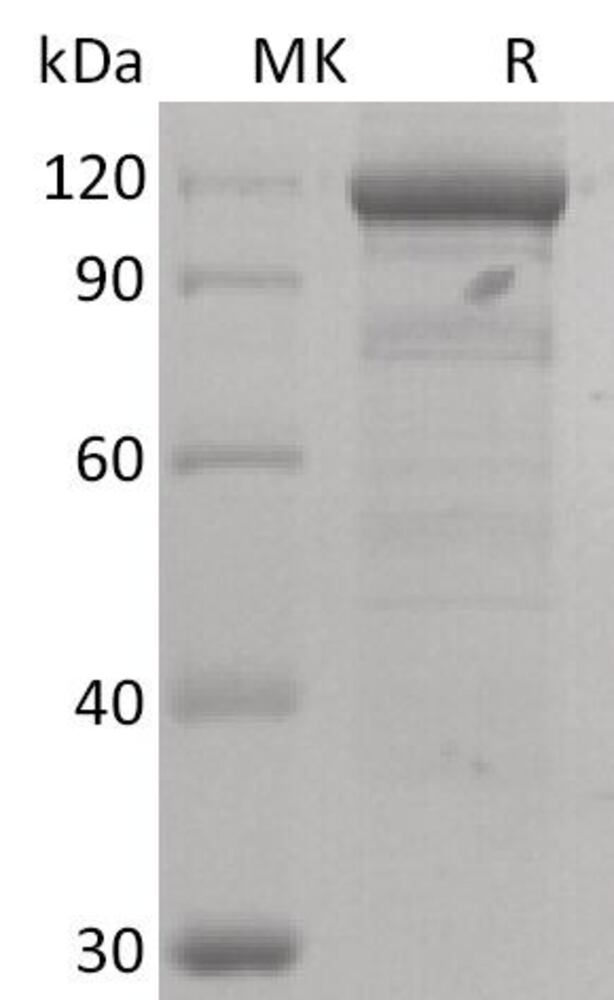 3EP9.1, Antibodies.Com