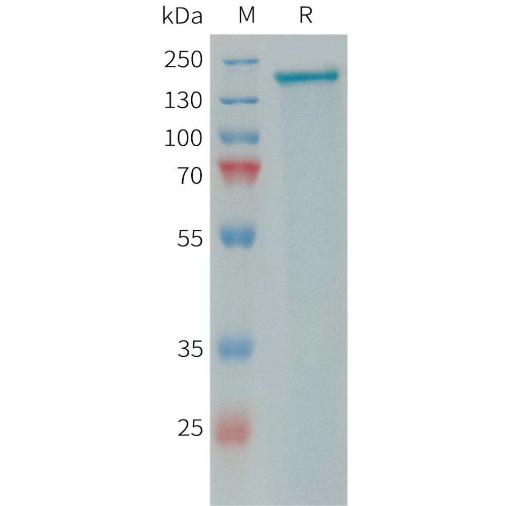 3EPA.1, Antibodies.Com