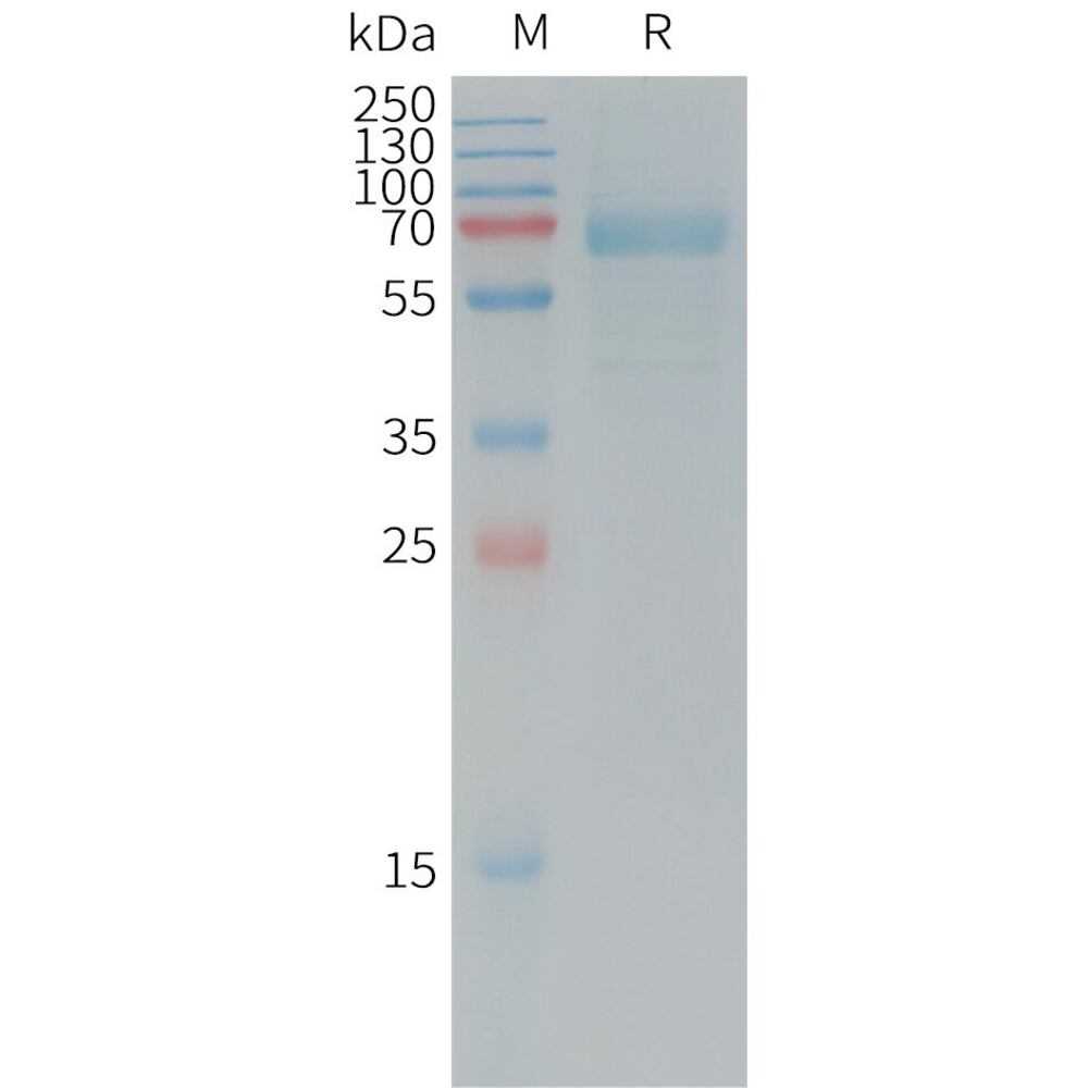 3EPC.2, Antibodies.Com