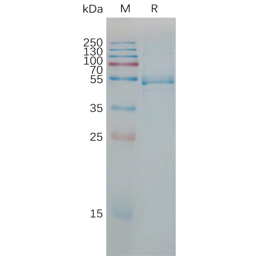 3EPE.2, Antibodies.Com