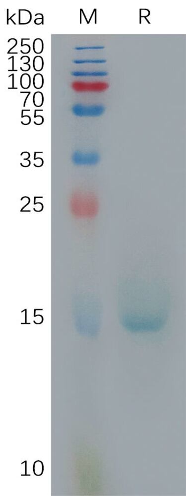 3EPH.1, Antibodies.Com