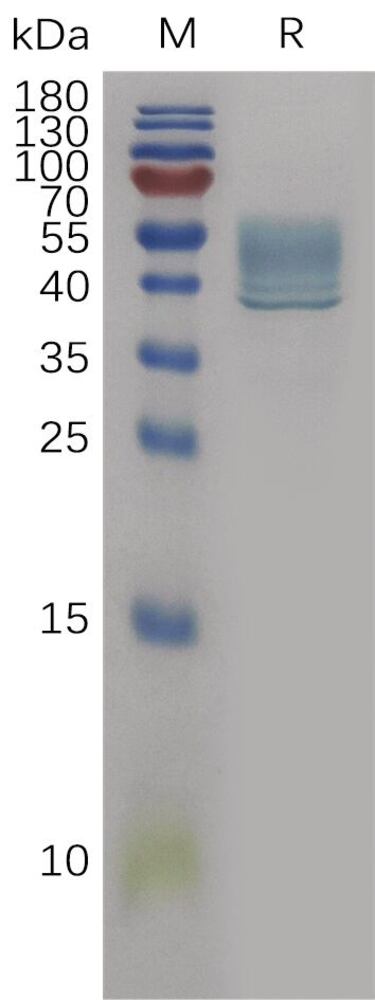 3EPK.2, Antibodies.Com