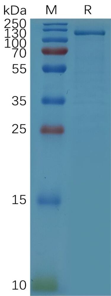 3EPN.2, Antibodies.Com