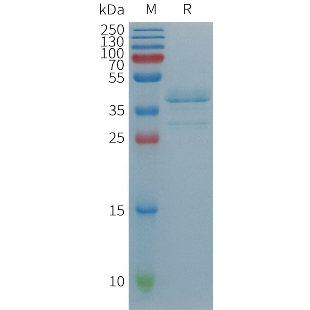 3EPP.2, Antibodies.Com