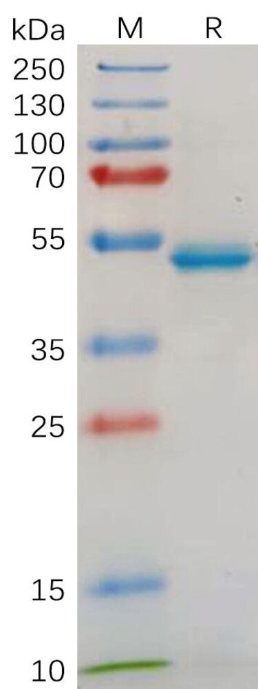 3EPT.2, Antibodies.Com
