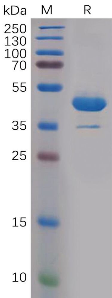 3EPX.2, Antibodies.Com